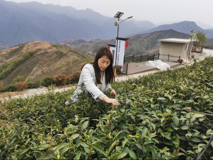 陜西廣電融媒體集團農(nóng)林衛(wèi)視助力陜西茶區(qū)“以茶興業(yè)，以茶富民”